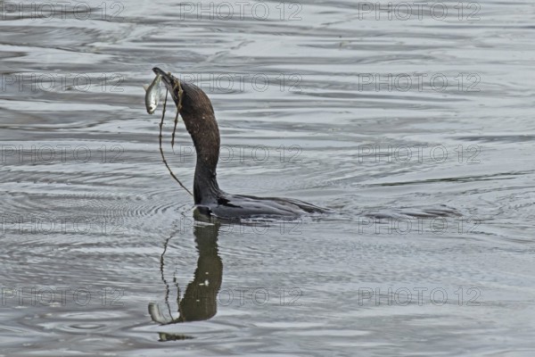 Pygmy Cormorant with fish in beak swimming in water looking left, Lake Neusiedl, Burgenland,
