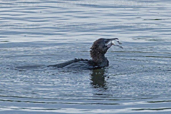 Pygmy Cormorant with fish in beak swimming in water looking right, Lake Neusiedl, Burgenland,