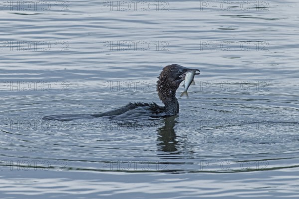 Pygmy Cormorant with fish in beak swimming in water looking right, Lake Neusiedl, Burgenland,