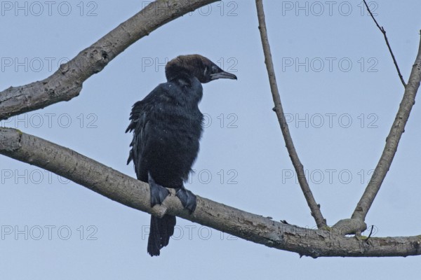 Pygmy Cormorant sitting on branch looking from front right in front of blue sky, Lake Neusiedl,