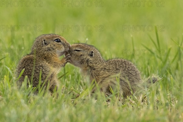 Squirrel two animals standing in a green meadow facing each other, Lake Neusiedl, Burgenland,