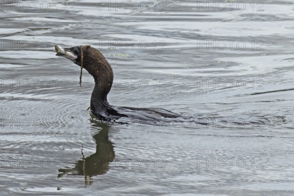 Pygmy Cormorant with fish in beak swimming in water looking left, Lake Neusiedl, Burgenland,