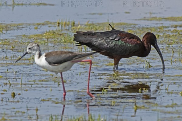 Glossy ibis standing in water looking right next to Black-winged Stilt standing looking left, Lake