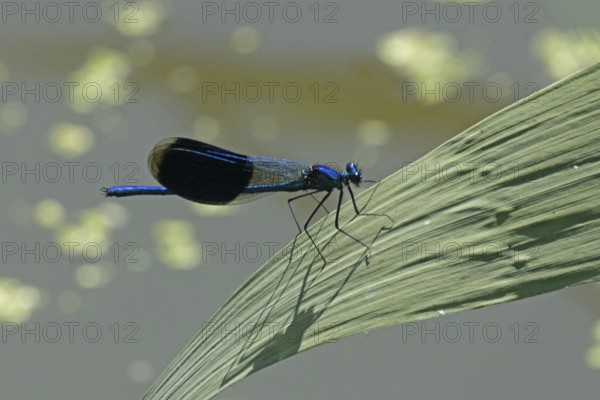 Blue-winged damselfly male with closed wings sitting on green stalk looking right, Lake Neusiedl,