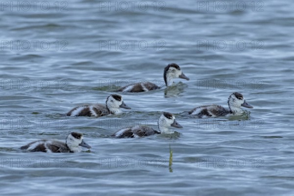 Shelduck five young birds swimming side by side in water on the right, Lake Neusiedl, Burgenland,