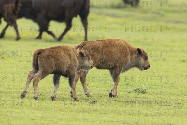 Bison two young animals standing next to each other in green meadow on the right, Lake Neusiedl,