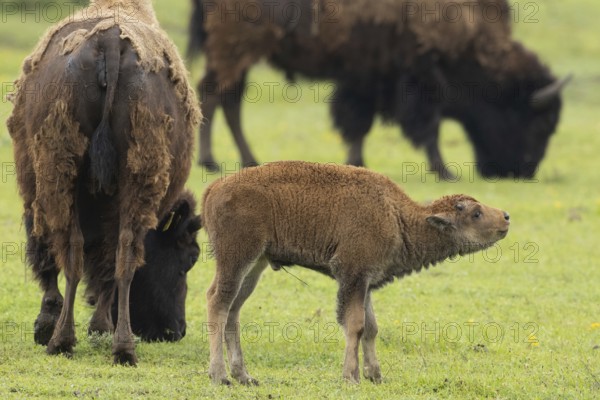 Bison young animal standing between two old animals in a green meadow on the right, Lake Neusiedl,
