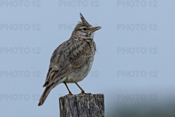 Crested lark standing on wooden post looking right in front of blue sky, Lake Neusiedl, Burgenland,