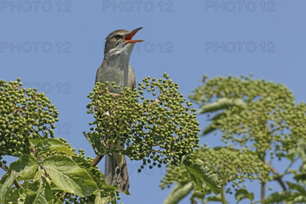 Great Reed Warbler with open beak sitting on branch with green leaves and green fruits singing from