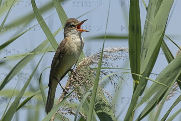 Great Reed Warbler with open beak sitting on reed frond between green leaves singing right looking