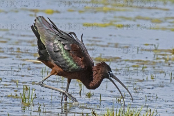 Glossy ibis with open beak and spread plumage standing in water looking right, Lake Neusiedl,