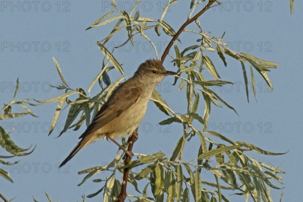 Great Reed Warbler sitting on branch with green leaves looking right in front of blue sky, Lake