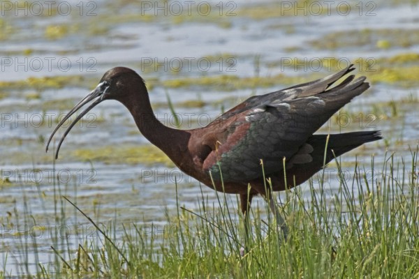 Glossy ibis with open beak and open wings standing in water looking left, Lake Neusiedl,
