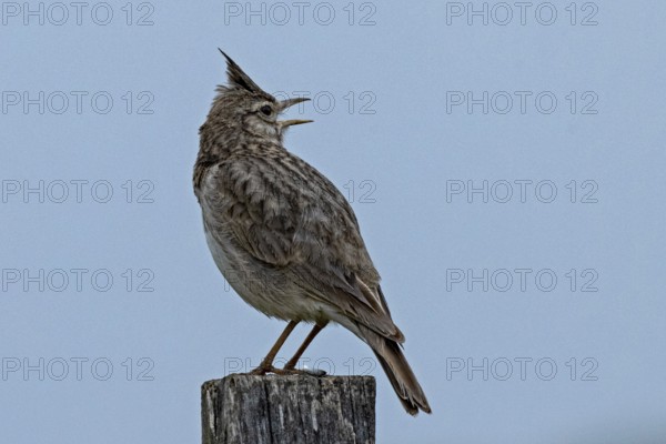 Crested lark standing on wooden post looking back from behind right in front of blue sky, Lake