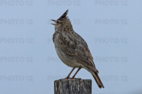 Crested lark with open beak standing on wooden post looking left in front of blue sky, Lake