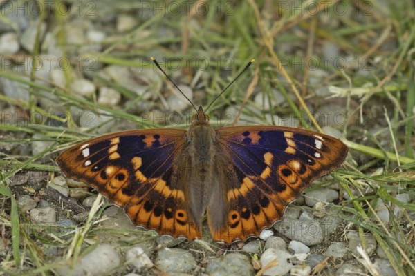 Lesser purple emperor Red-winged emperor with open wings sitting on gravel with green stalks from