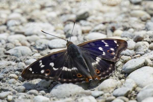 Lesser purple emperor Red emperor butterfly with open wings sitting on gravel from behind, Lake