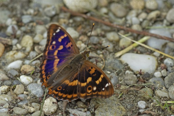 Lesser purple emperor Red emperor butterfly with open wings sitting on gravel surface looking