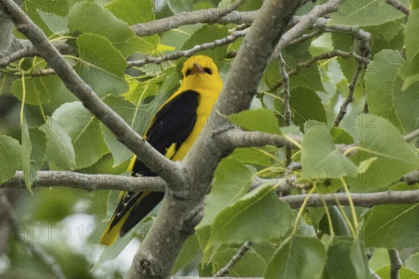 Male oriole sitting on a branch between green leaves looking from the front right, Lake Neusiedl,
