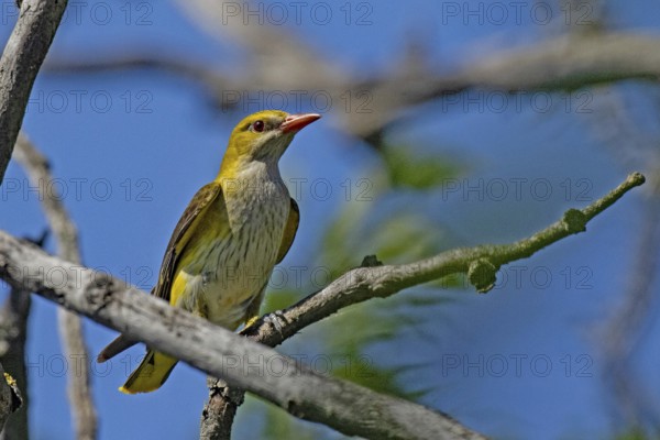 Female oriole sitting on branch looking from the front right in front of blue sky, Lake Neusiedl,