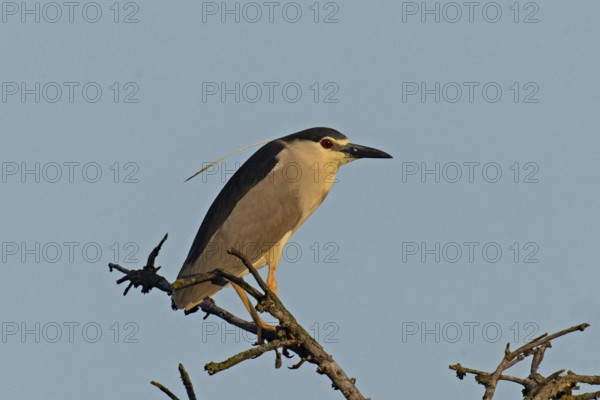 Night heron adult bird with decorative feather standing on branch looking right in front of blue