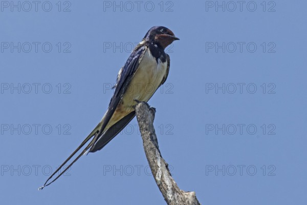 Barn Swallow sitting on branch looking from front right in front of blue sky, Lake Neusiedl,