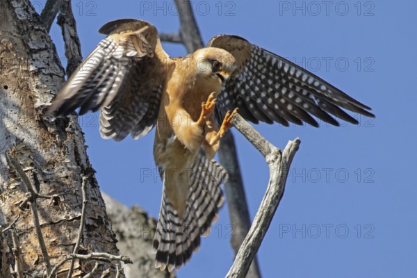 Red-footed Falcon female with open beak and open wings approaching on branch looking from the front