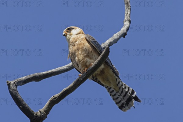 Red-footed Falcon female sitting on branch looking from front left in front of blue sky, Lake