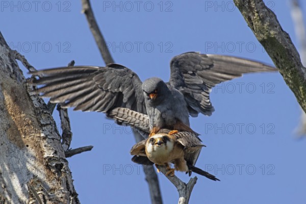 Red-footed Falcon male with open wings on female with open beak sitting on branch during mating