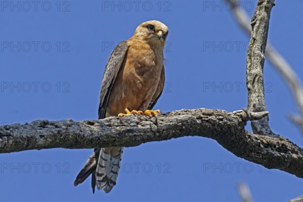 Red-footed Falcon female sitting on a branch looking from the front in front of a blue sky, Lake