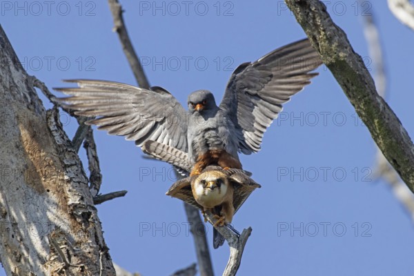 Red-footed Falcon male with open wings on female sitting on branch during mating looking from the