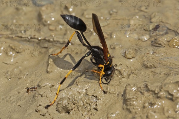 Spider-killer orb building on moist sandy soil standing on the right looking down, Lake Neusiedl,