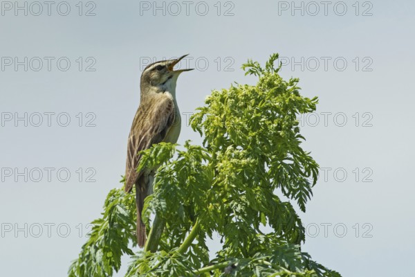Reed warbler with open beak sitting on branch with green leaves singing looking right in front of