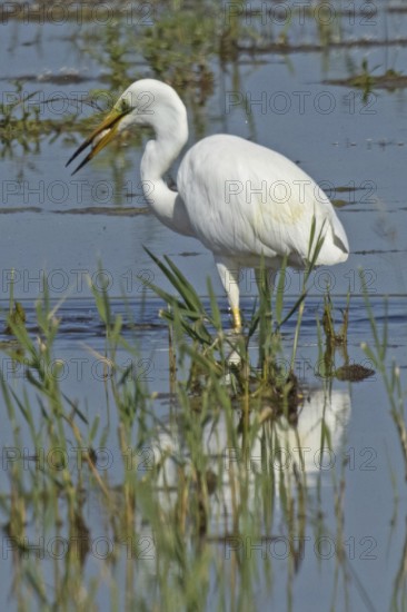 Great White Egret mirror image with fish in beak standing in water looking left, Lake Neusiedl,