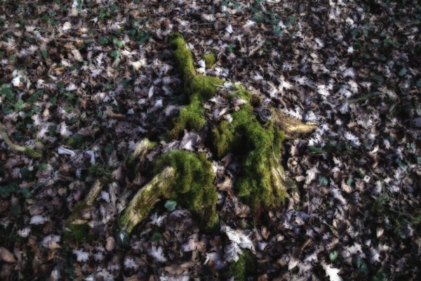 Mossy tree stump in deciduous forest, surrounded by fallen leaves and shade, Kamptal Waldviertel