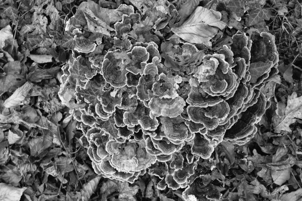 Close-up of mushroom colony on forest floor, surrounded by leaves in black and white style, Kamptal