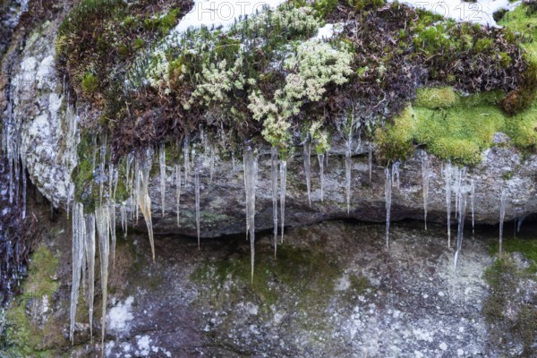 Icicles hanging from moss-covered stones in a windy scene, Kamptal Waldviertel Lower Austria