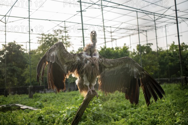 Vulture (Gyps himalayensis) with wings spread, standing on a branch in an enclosure-Dhaka,