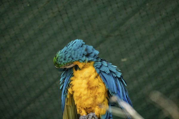 Blue and yellow macaw (Ara glaucogularis) grooming its feathers against a green backdrop-Dhaka,