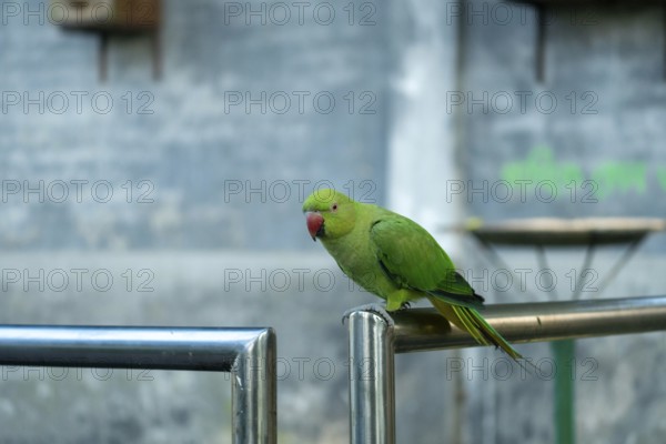 Green Rose-ringed Parakeet with a red beak perched on a metal railing in an urban setting, Dhaka,
