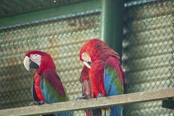 Two scarlet macaws (Ara glaucogularis) with vibrant plumage perched close together-Dhaka,