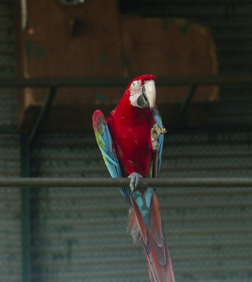 Bright red and green-winged macaw (Ara glaucogularis) perched on a metal bar indoors-Dhaka,