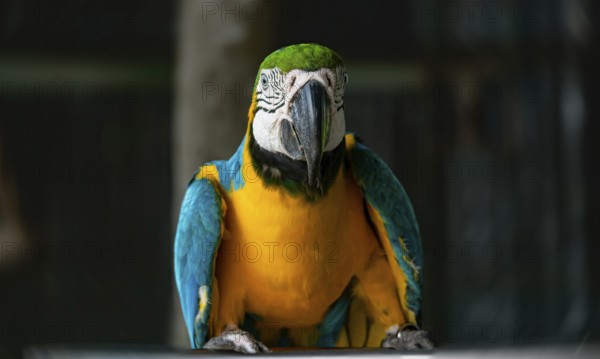 Blue and yellow macaw parrot (Ara glaucogularis) staring forward in a vivid, colorful