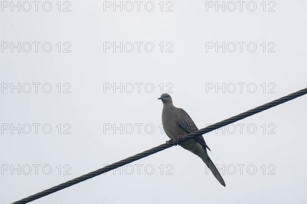 Dove (Spilopelia chinensis) Bird sits quietly on an electric wire with an overcast sky