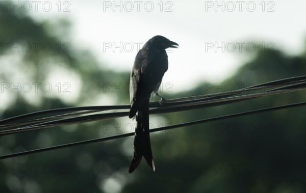 Silhouette of a Black Drongo (Dicrurus macrocercus) perched on electric wires against a bright,