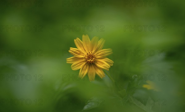 Yellow Bellis perennis flower in focus against a blurred green background-Dhaka, Bangladesh