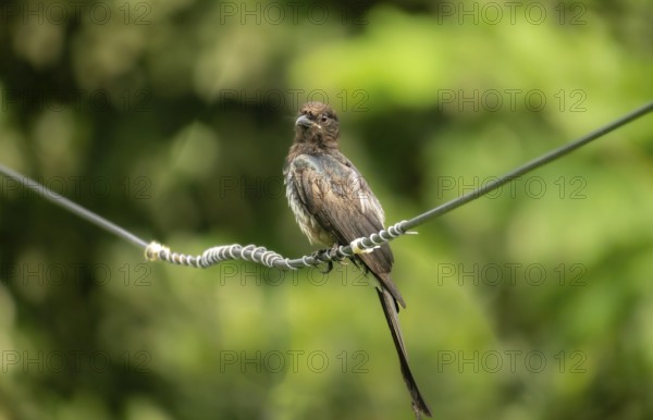 Cuckoo (Cuculidae family) Bird perched on a coiled electric wire against a green backdrop-Dhaka,
