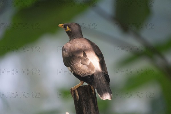 Myna (Acridotheres tristis) perched on a branch with sunlit feathers in a green background-Dhaka,