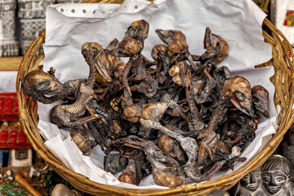 A basket full of dried birds is offered as a souvenir at a market stall, The witches' market in La