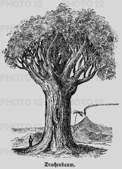 Dragon tree (Dracaena), distribution in tropics and subtropics, man as size comparison, smoking